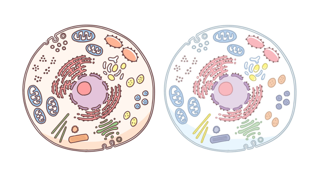 細胞 細胞小器官 かがくイラスト