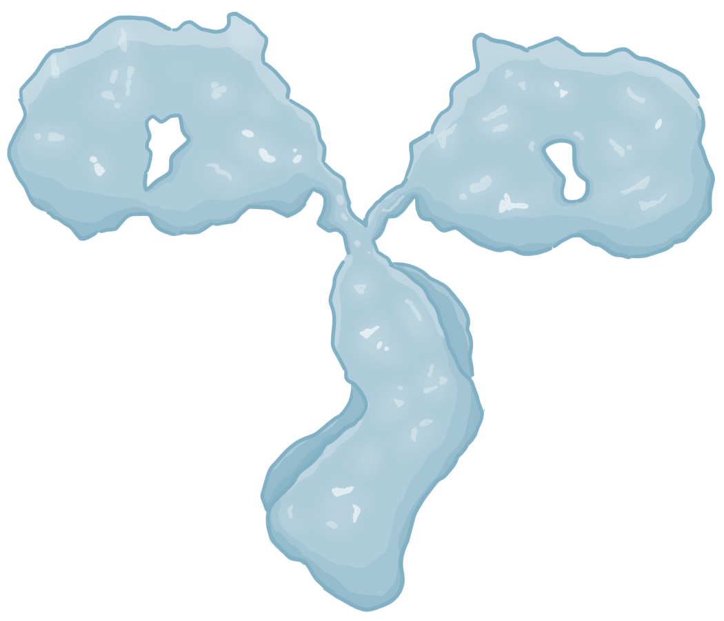 抗体 三次元構造 かがくイラスト