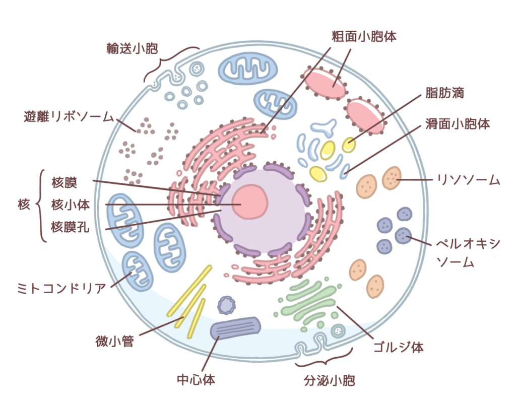 細胞（細胞小器官の説明）