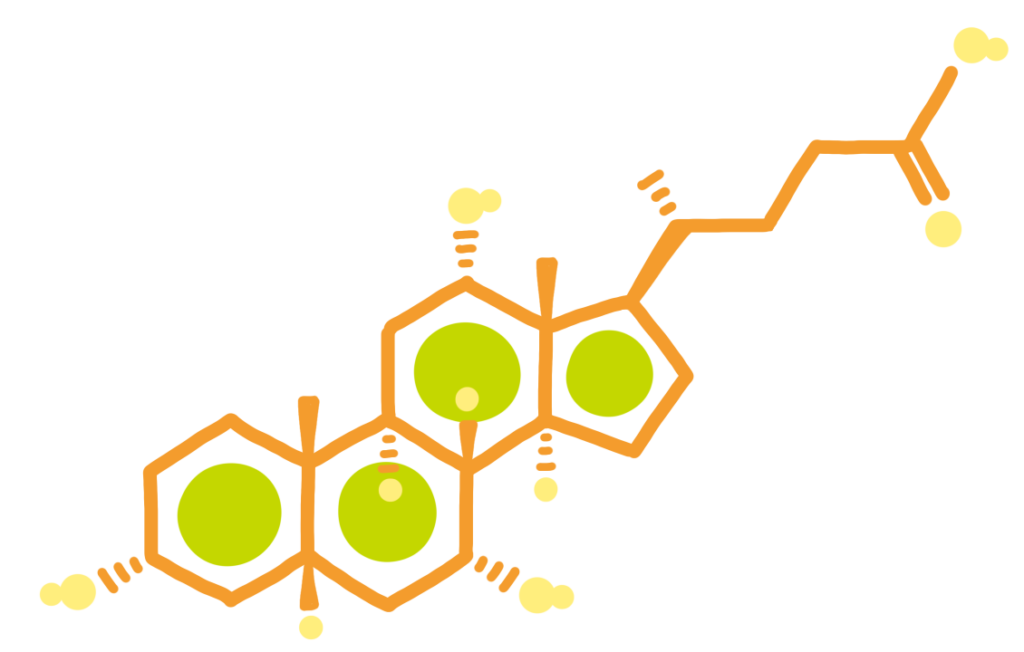 コール酸のイラスト（にんじんカラー）
有機化学
創薬化学
薬理
構造式