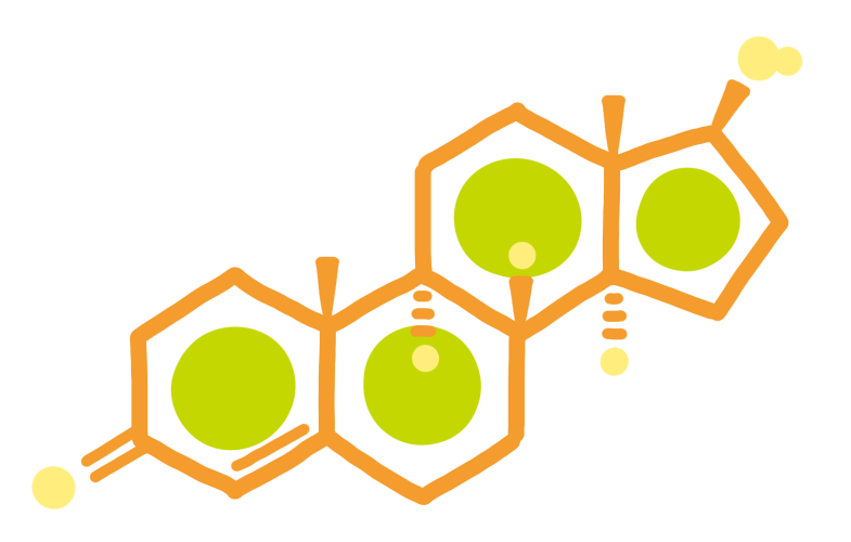 テストステロンのイラスト（にんじんカラー）
有機化学
創薬化学
薬理
構造式