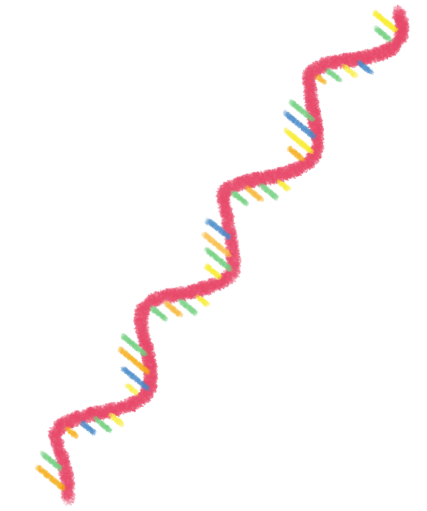 RNA
RNAワクチン
核酸医薬
細胞生物学
分子生物学
生物